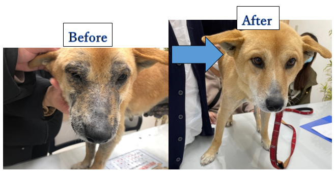 アトピー性皮膚炎 イヌ ネコ皮膚科クリニック 愛媛県松山市の皮膚専門動物病院