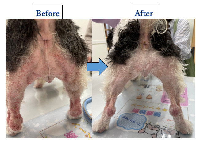 アトピー性皮膚炎 脂漏症 マラセチア皮膚炎 イヌ ネコ皮膚科クリニック 愛媛県松山市の皮膚専門動物病院