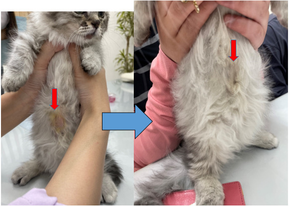 皮膚糸状菌症  イヌ＆ネコ皮膚科クリニック｜愛媛県松山市の皮膚専門 